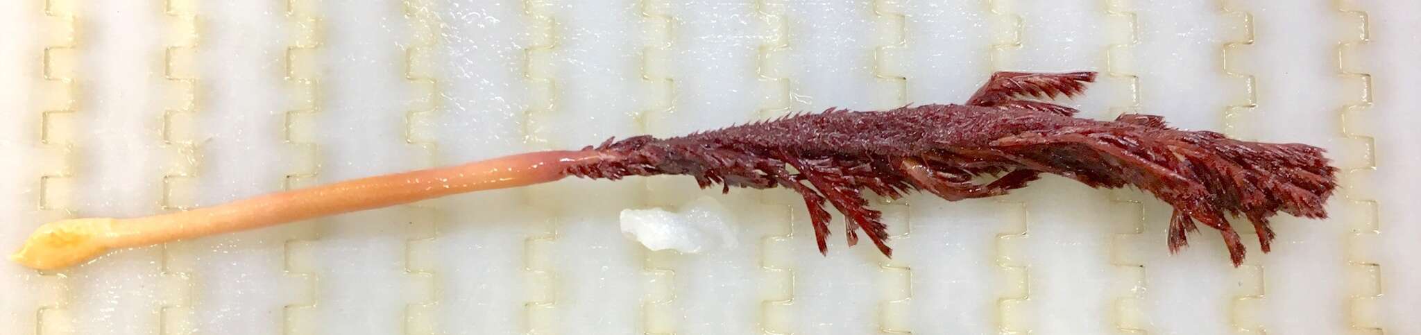 Image of thorny sea pen