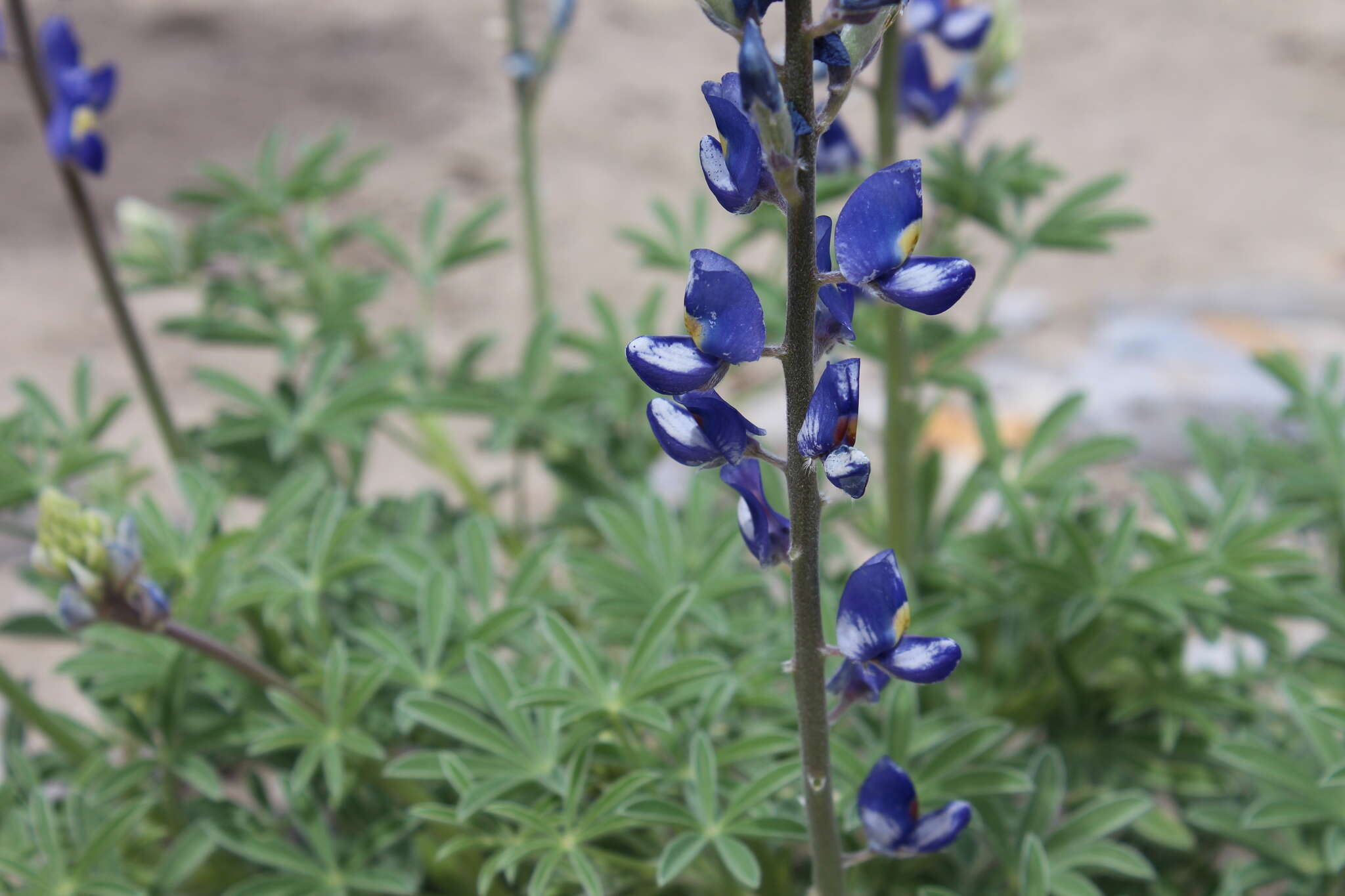 Imagem de Lupinus havardii S. Watson