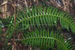 Imagem de Plagiogyria falcata Copel.