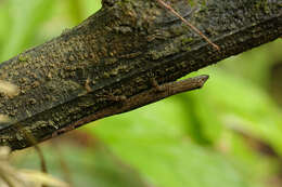 Image of Trinidad Gecko