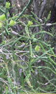 Image of dotted melaleuca