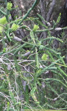 Image of dotted melaleuca