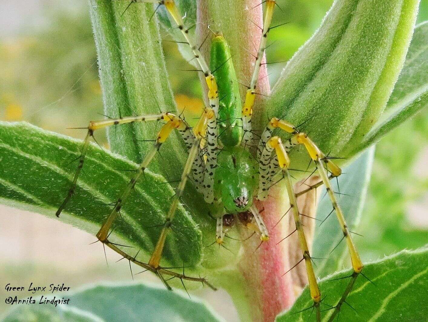 Imagem de Peucetia