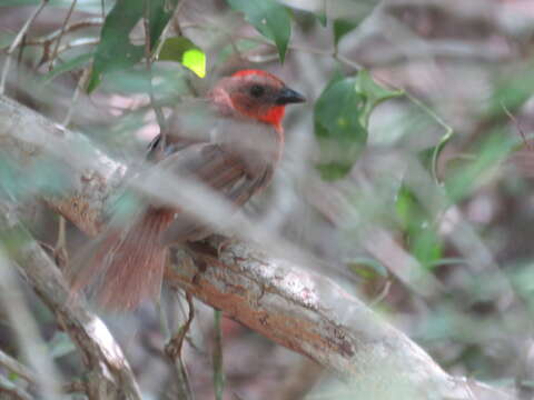 Image of Red-throated Ant Tanager