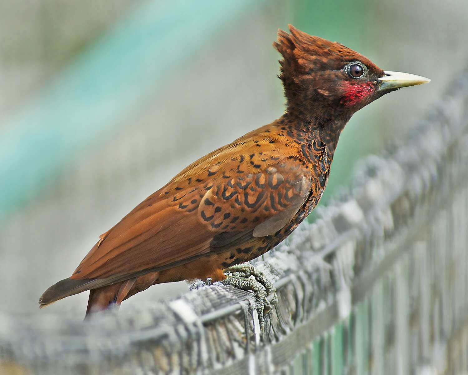 Image of Scale-breasted Woodpecker