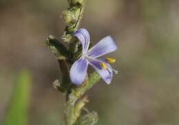 Image of smallflower wrightwort