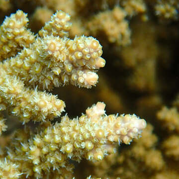 Image of Acropora solitaryensis Veron & Wallace 1984