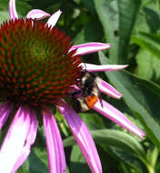 Image of Tricolored Bumble Bee