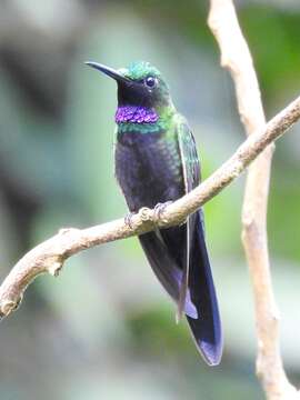 Image of Black-throated Brilliant