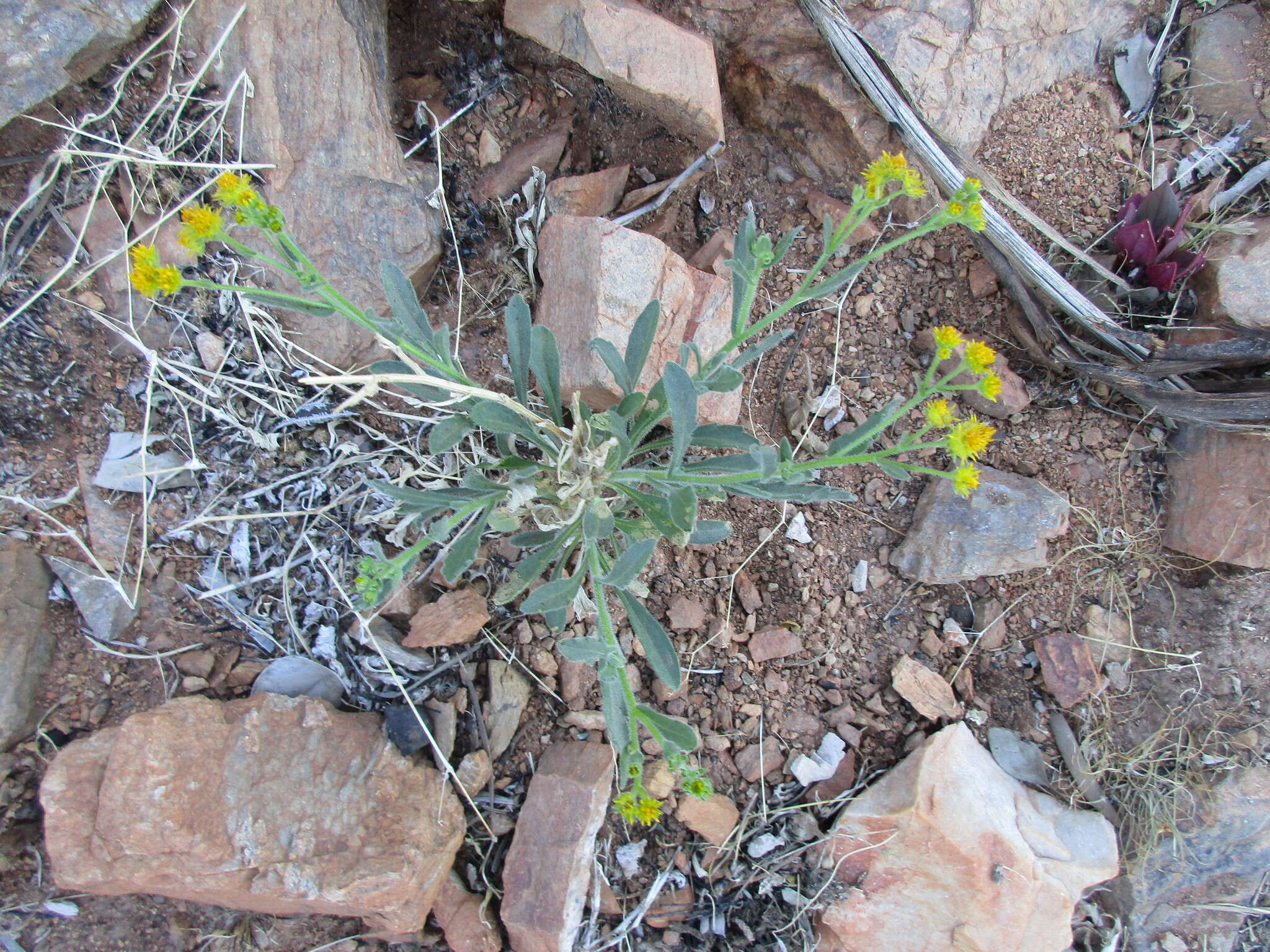 Image of tall yellowtop