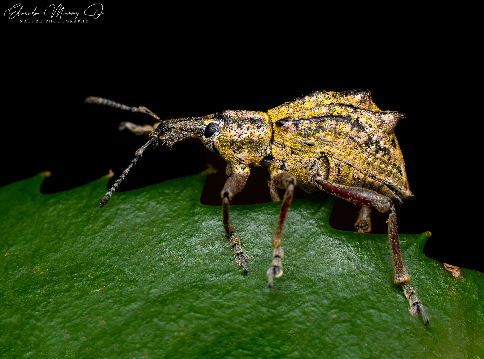 Image of Hybreoleptops tuberculifer (Boheman 1842)