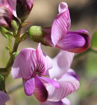 Image of Lessertia annularis Burch.