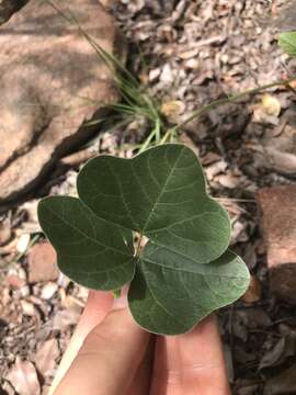 Image of Vigna frutescens A. Rich.