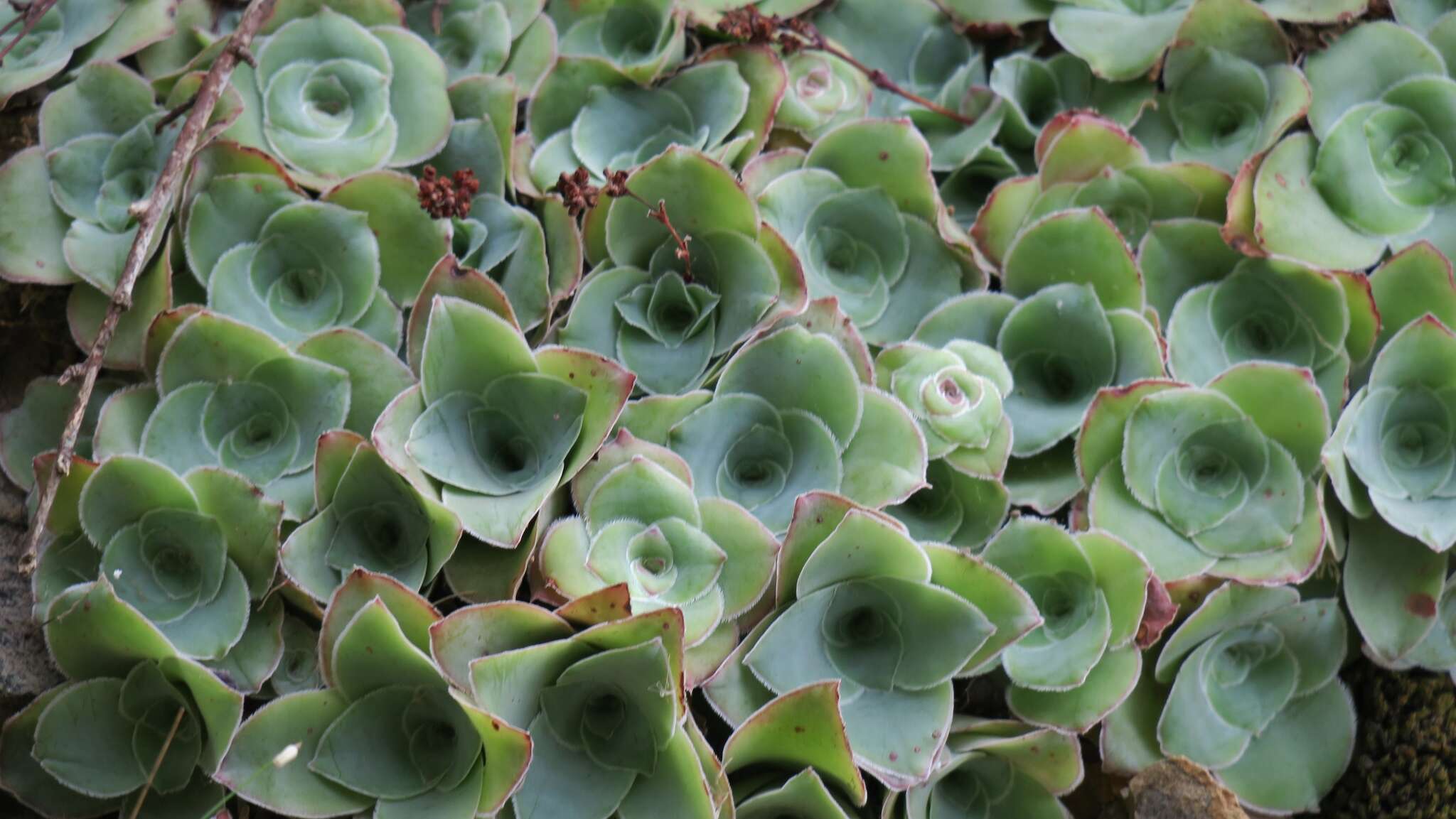 Image of Crassula cremnophila E. van Jaarsveld & A. E. van Wyk