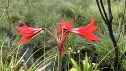 Imagem de Hippeastrum santacatarina (Traub) Dutilh