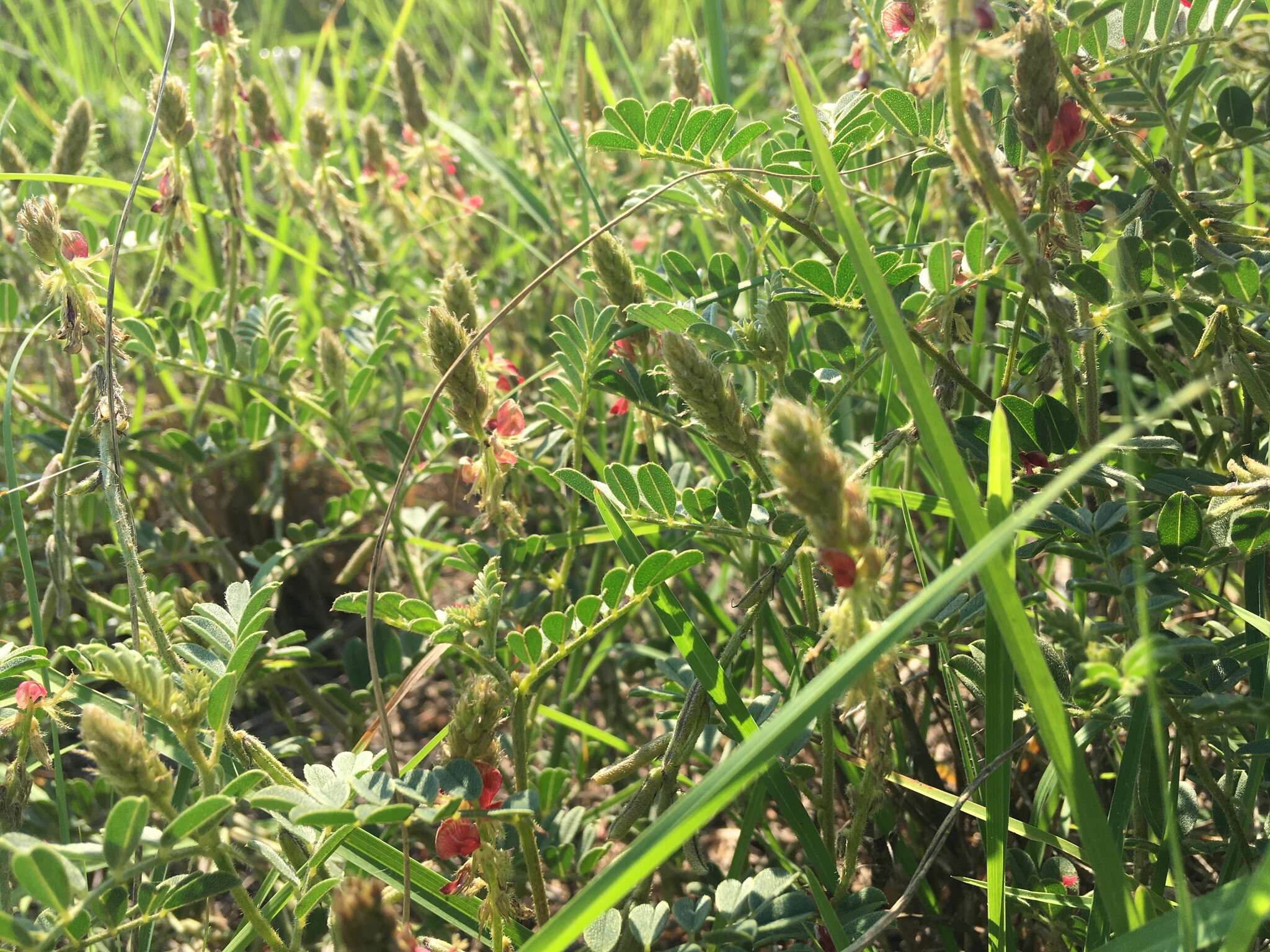 Imagem de Indigofera daleoides var. daleoides