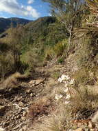 Image of Gentianella stellata Glenny