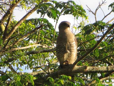 Image of Fasciated Snake-Eagle