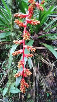 Image of Guzmania multiflora (André) André ex Mez