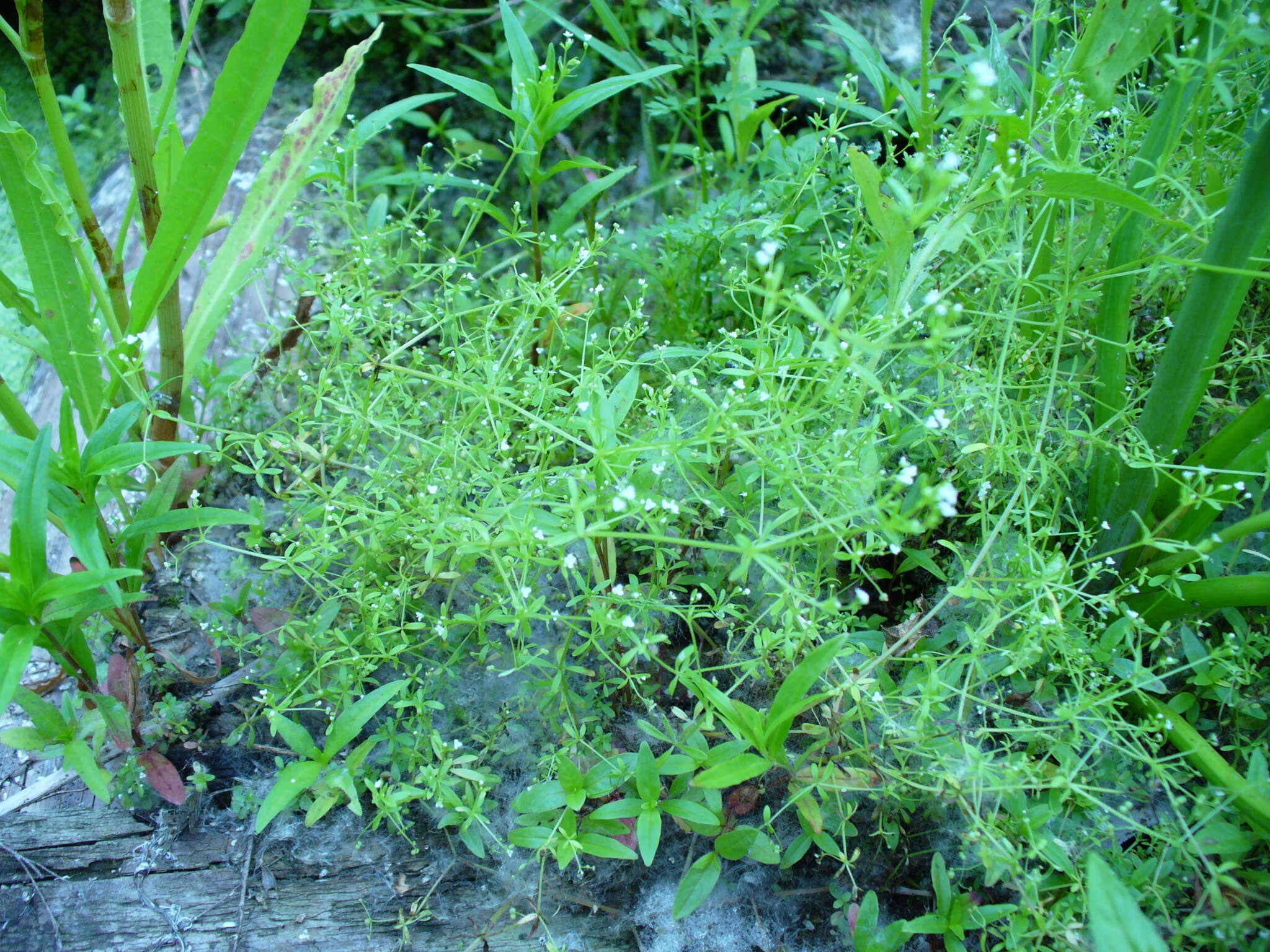 Image of three-petal bedstraw