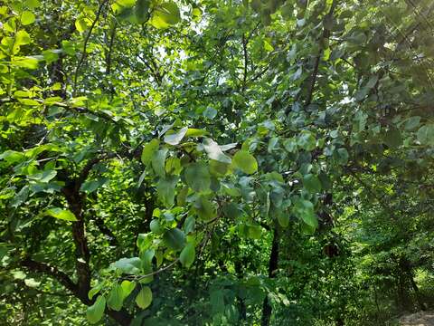 Plancia ëd Pyrus communis subsp. caucasica (Fed.) Browicz