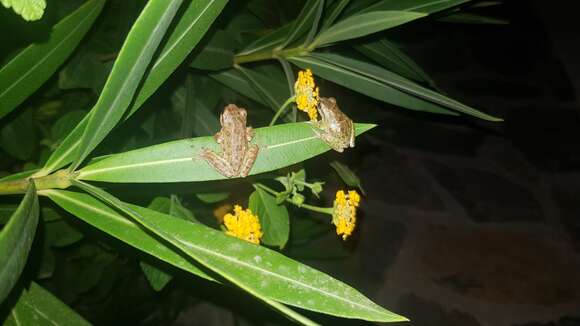 Image of Sardinian Tree Frog