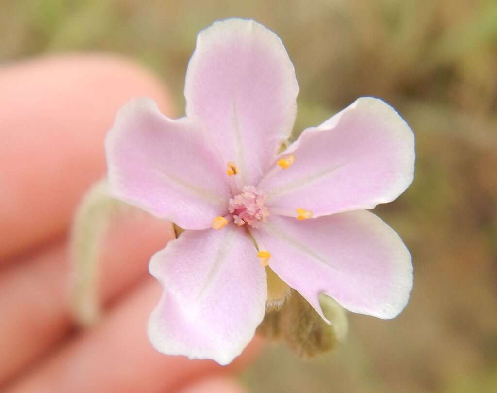 Image de Drosera brevicornis Lowrie