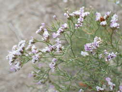 Image of Limonium bellidifolium (Gouan) Dumort.