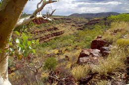 Image of Eucalyptus leucophloia subsp. leucophloia