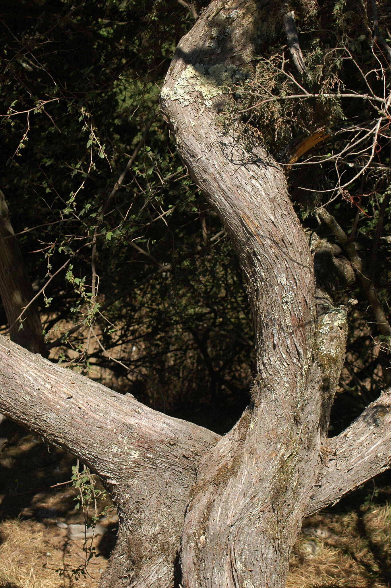 Слика од <i>Juniperus <i>monticola</i></i> f. monticola