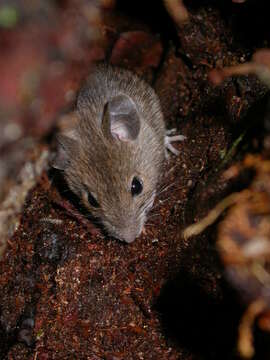 Image of wood mouse, long-tailed field mouse