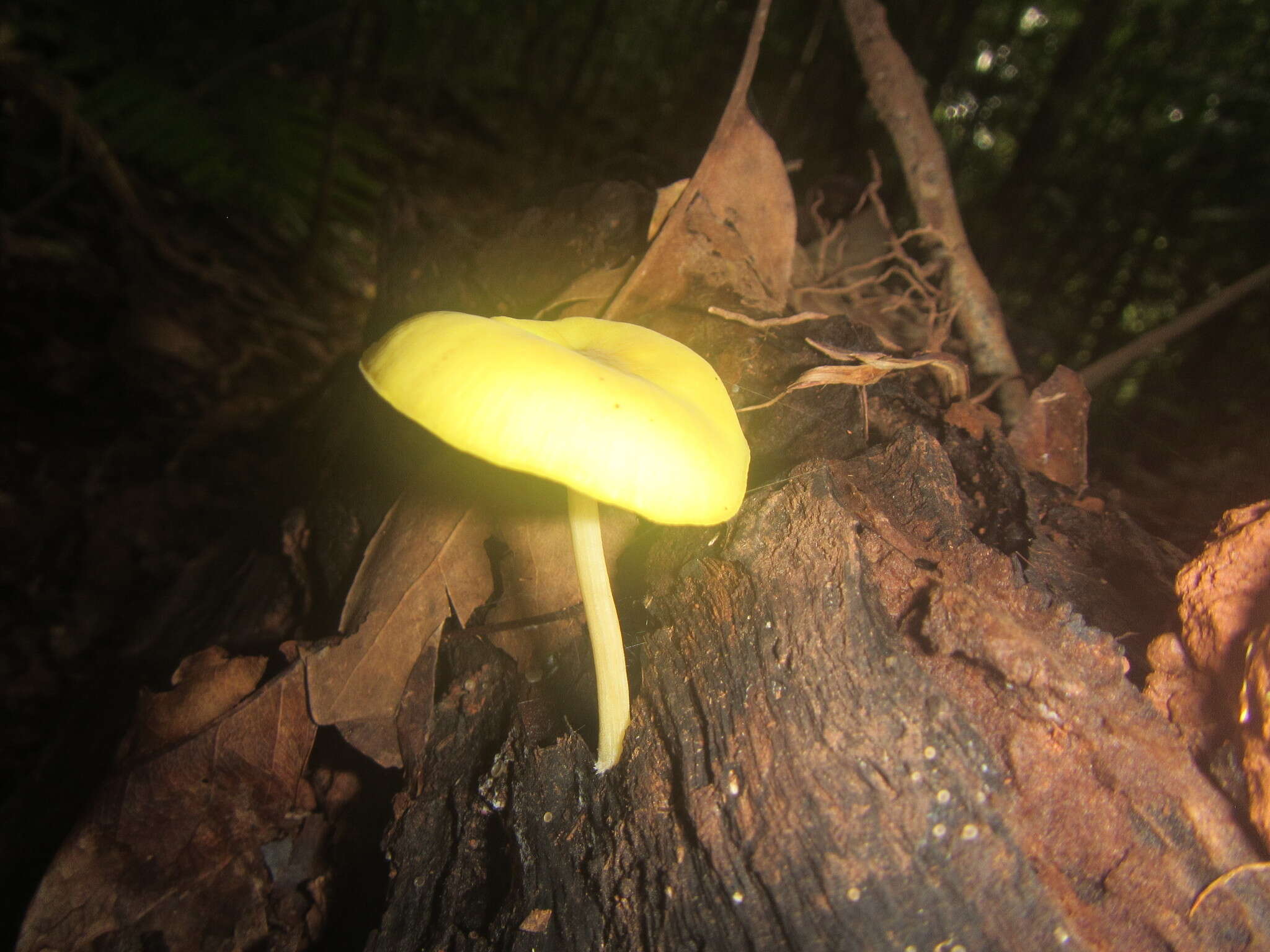 Image of Pluteus chrysaegis (Berk. & Broome) Petch 1912