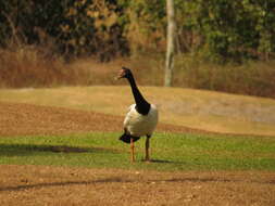 Image of magpie-goose