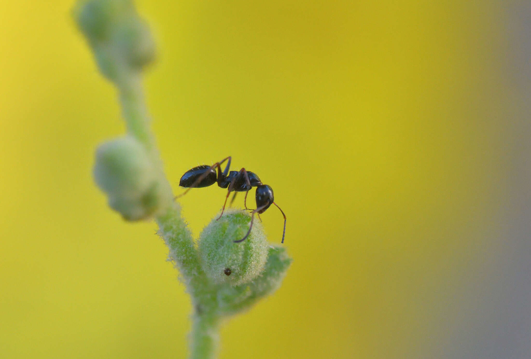 Image of Camponotus piceus (Leach 1825)