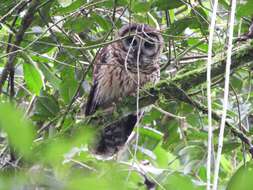 Image of Fulvous Owl