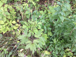 Image of tall thimbleweed