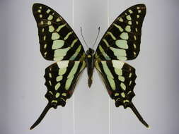 Image de Graphium policenes (Cramer (1775))