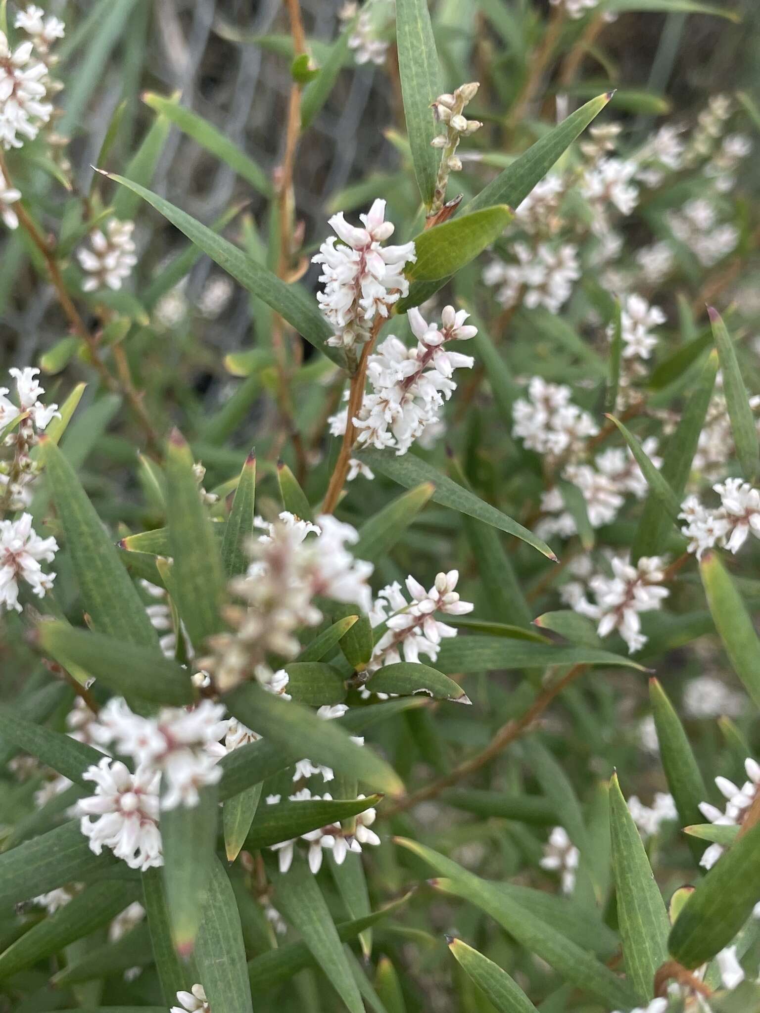 Image of Leucopogon australis R. Br.