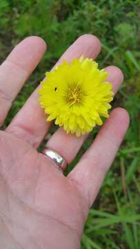 Image of Carolina desert-chicory