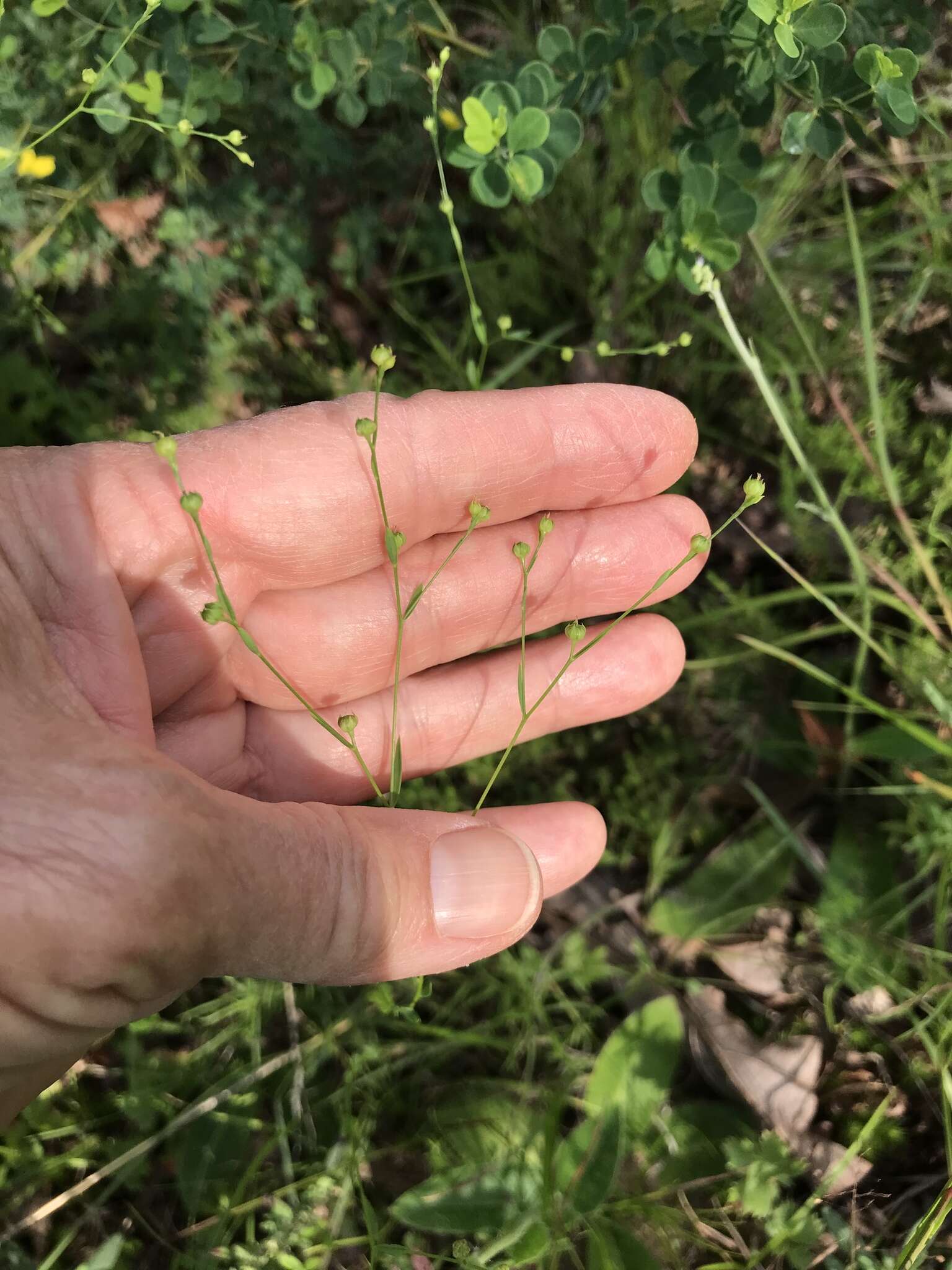 صورة Linum virginianum L.