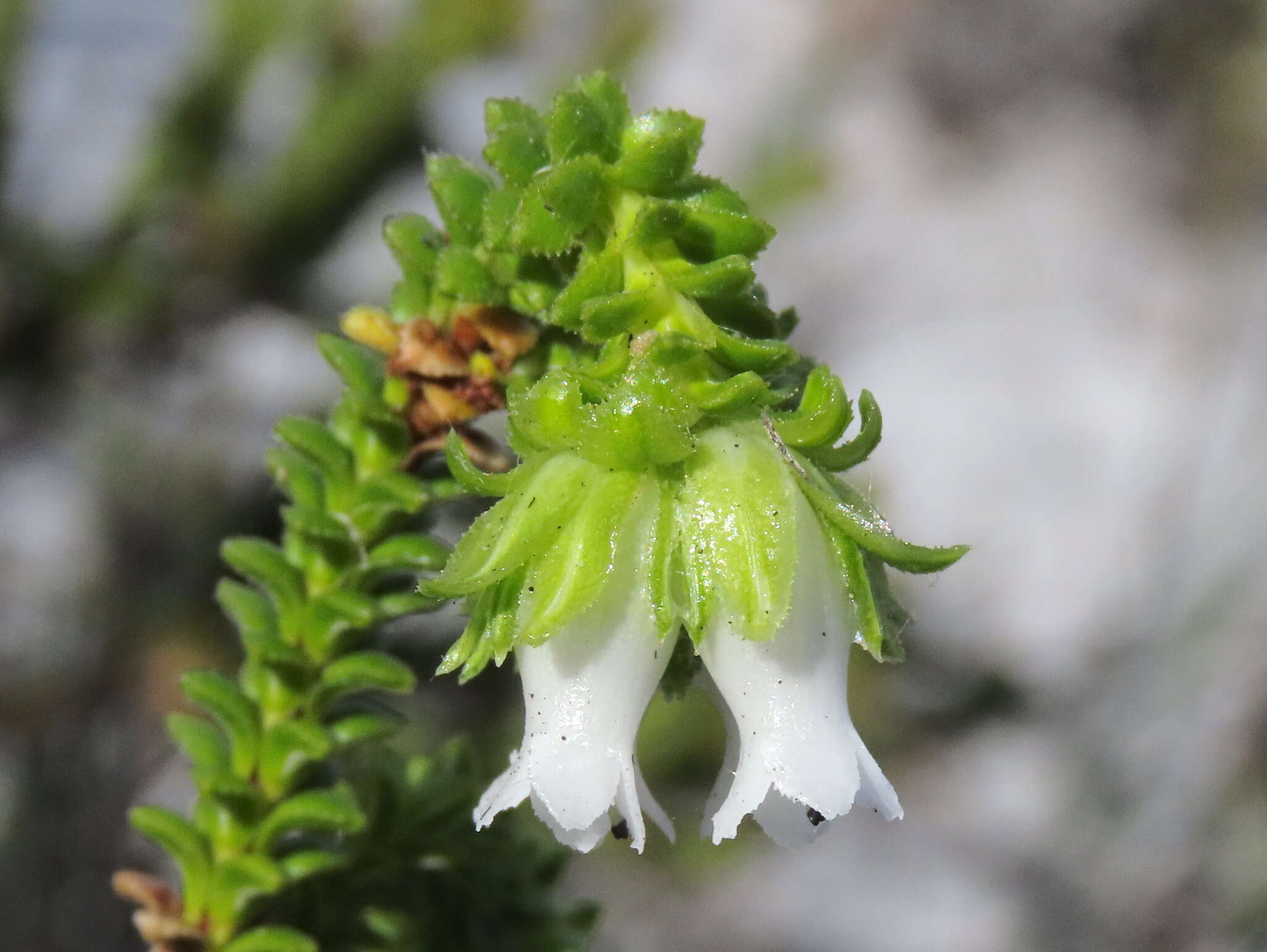 Image of Erica fairii Bolus