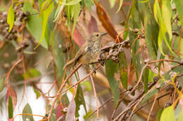 Image of Inland Thornbill