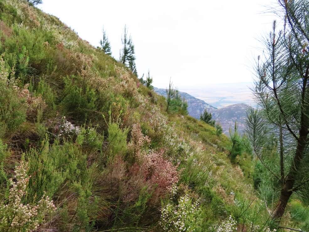 Image of Erica viscidiflora Esterhuysen