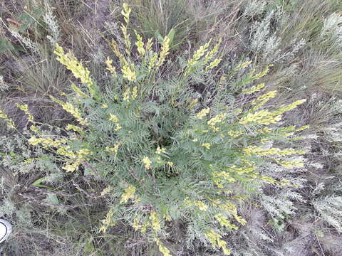 Image of rough milk-vetch