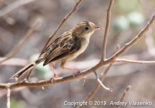 Image of Madagascan Cisticola