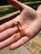 Image of Eastern Amberwing