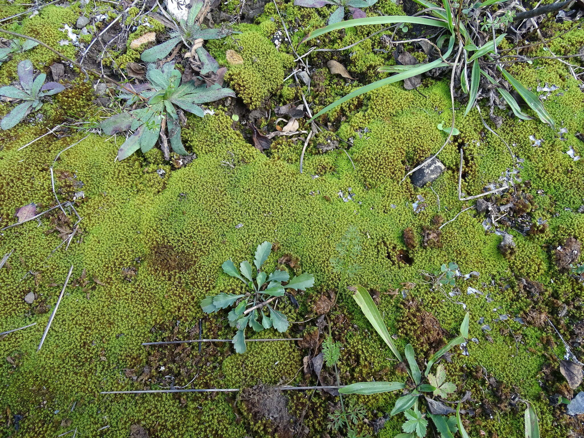 Image of tortured tortella moss