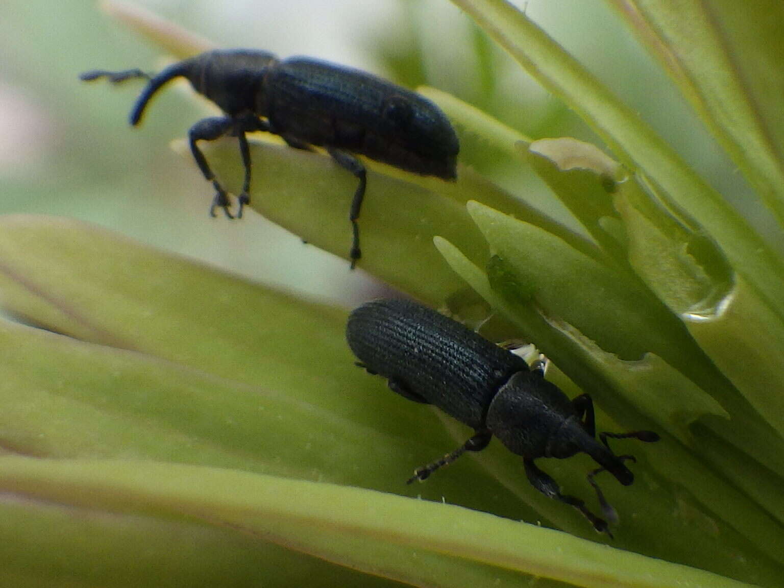 Image of Yellow toadflax stem weevil