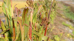 Image of sorghum