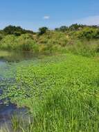 Plancia ëd Marsilea ephippiocarpa Alston